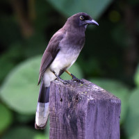 Brown Jay